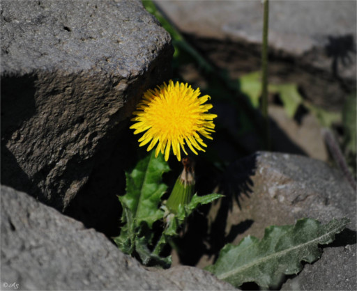 Bild einer Blume
