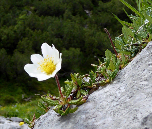 Bild einer Blume