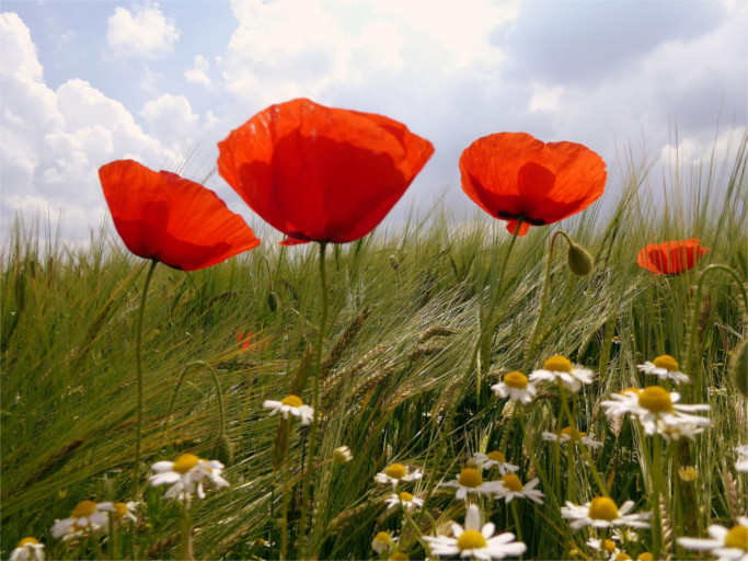  Bild von Mohnblumen